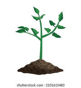 Tomato plant seedling growing in soil flat vector illustration