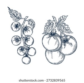 Tomato plant set hand