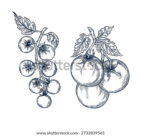 Tomato plant set hand drawn Isolated vector illustration. Health food produce. Greeting card templates, restaurant menu, label. Detailed botanical sketches. Pencil drawing. Engraving style collection