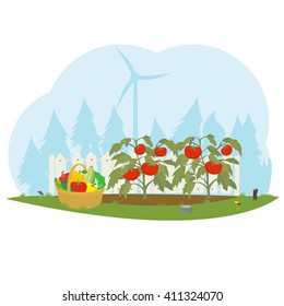 Tomato plant with soil. cleaning tomato crop. bush tomatoes in the garden.