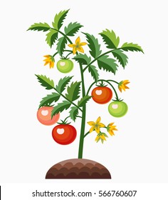 Tomato Plant. Tomatoes ripening: flowers, green and red fruits. Vector illustration