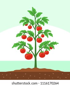 Tomatenpflanze, Vektorgrafik