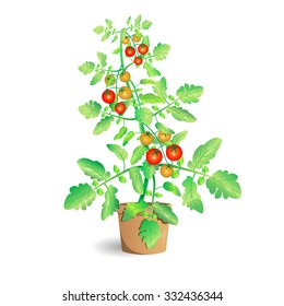 40,503 Tomato plant flower Images, Stock Photos & Vectors | Shutterstock