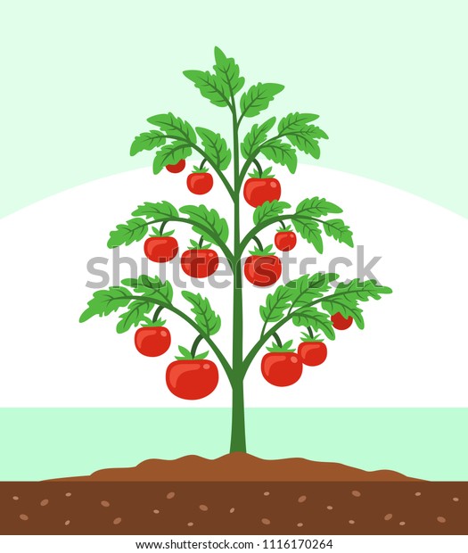 Tomato Plant Vector Illustration Stock Vector (Royalty Free) 1116170264 ...