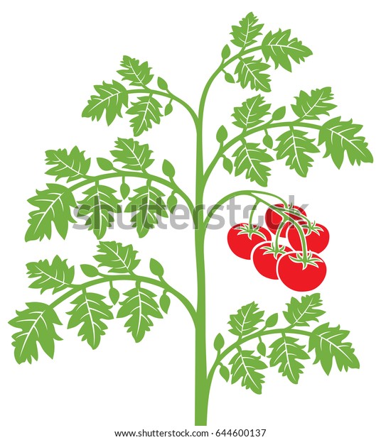 Tomato Plant Vector Illustration Stock Vector (Royalty Free) 644600137 ...