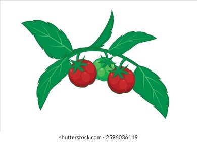 Tomato plant vector. Illustration of tomato vegetable with leaves and branches. Healthy food contains many vitamins for the body