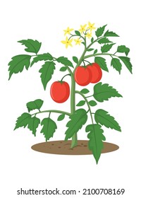 planta de tomate hojas de tallo de flores vegetales naturaleza