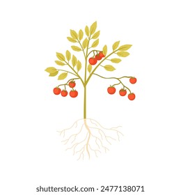Tomato plant with vegetable harvest and leaf on stem, underground roots vector illustration