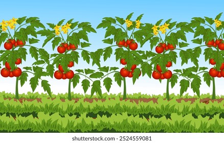 Tomato Plants Background Vector, Tomato, farmland, Tomato Plant vector