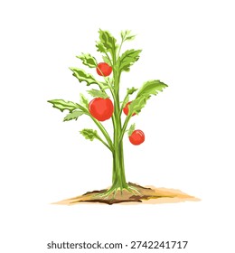 tomato plants bear ripe fruit in the ground without a background