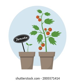 Tomato plants growing in pots, vector illustration