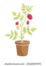 Tomato plants in pot color illustration	