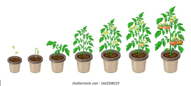 tomato plants in pot. tomatoes growth stages from seed to flowering and ripening. vector illustration of healthy tomatoes life cycle isolated on white backdrop.organic gardening. city farm infographic