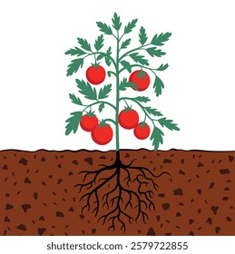 Tomato Plants with Roots in Soil Texture"