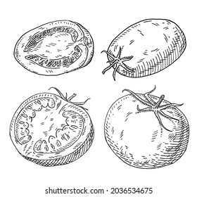 Tomato plum and circle half and whole. Vintage hatching monochrome black illustration. Isolated on white background. Hand drawn design