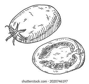 Tomato plum half and whole. Vintage hatching monochrome black illustration. Isolated on white background. Hand drawn design