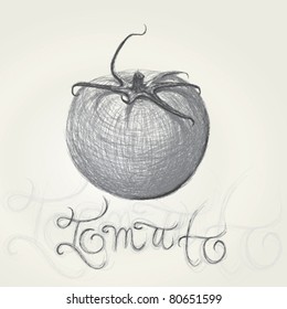 TOMATO / Realistic sketch