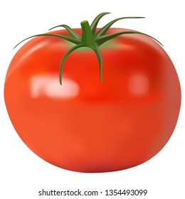 Tomato realistic. vector illustration
