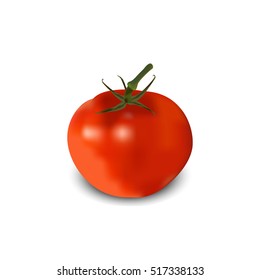 Tomato realistic. vector illustration