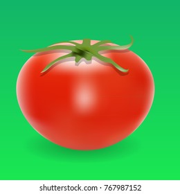 Tomato in realistic vector illustration. Green background.