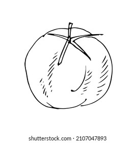 Tomato ripe vegetable. Edible vegetable fruit. Hand drawing outline. Sketch isolated on a white background. Vector.