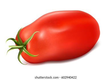 Tomato San Marzano. Vector illustration.