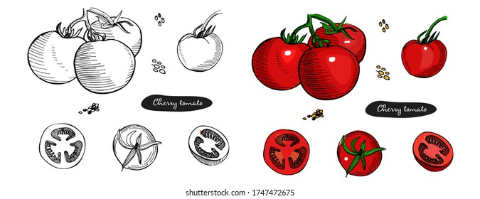 Tomatensatz handgezeichnet Vektorgrafik.Detaillierte Retro-Skizze.Vintage Tinte handgezeichnet Tomate schwarz-weiß und bunt Version, einzeln auf weißem Hintergrund.Gemüse.