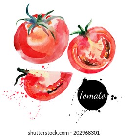 Tomato Set. Hand Drawn Watercolor Painting On White Background. Vector Illustration