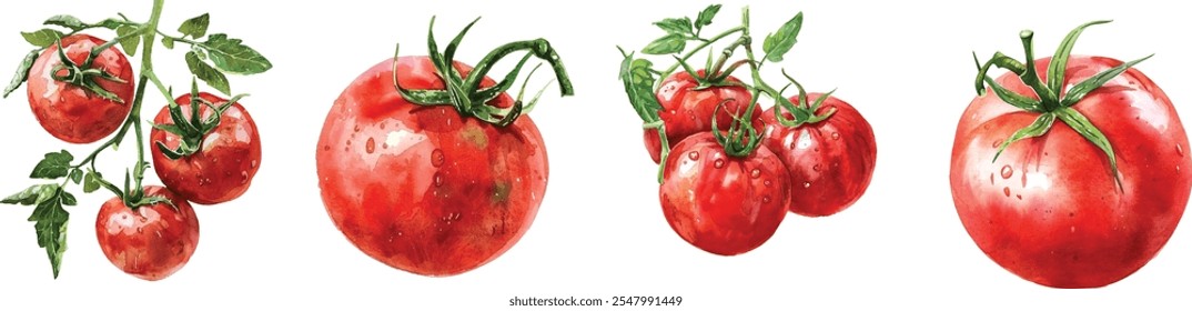 Tomato Set Hand-Drawn Realistic Watercolor Illustration on White Background