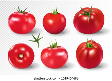 Tomato set. Pink salad tomato collection. Photo-realistic vector tomatoes on transparent background.