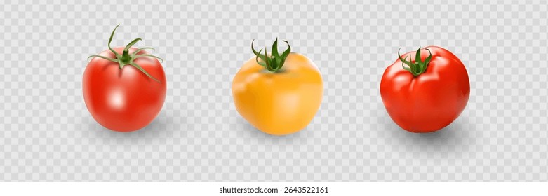 Tomato set. Red tomato collection. Photo-realistic vector tomatoes on transparent background.