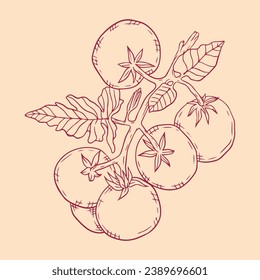 Tomato sketch. hand drawn Tomato outline illustration. Tomato black and white vector drawing. Tomato isolated on white background. vector illustration. Tomatoes line art drawing.