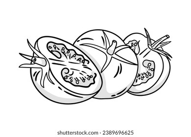 Tomato sketch. hand drawn Tomato outline illustration. Tomato black and white vector drawing. Tomato isolated on white background. vector illustration. Tomatoes line art drawing.