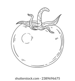 Tomato sketch. hand drawn Tomato outline illustration. Tomato black and white vector drawing. Tomato isolated on white background. vector illustration. Tomatoes line art drawing.