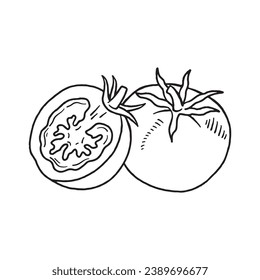 Tomato sketch. hand drawn Tomato outline illustration. Tomato black and white vector drawing. Tomato isolated on white background. vector illustration. Tomatoes line art drawing.