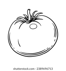 Tomato sketch. hand drawn Tomato outline illustration. Tomato black and white vector drawing. Tomato isolated on white background. vector illustration. Tomatoes line art drawing.