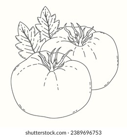 Tomato sketch. hand drawn Tomato outline illustration. Tomato black and white vector drawing. Tomato isolated on white background. vector illustration. Tomatoes line art drawing.