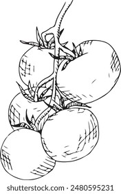 
Tomato sketch. Hand drawn Tomato outline illustration. Tomato black and white vector drawing. Tomato isolated on white background. Vector illustration. Tomatoes line art drawing.
