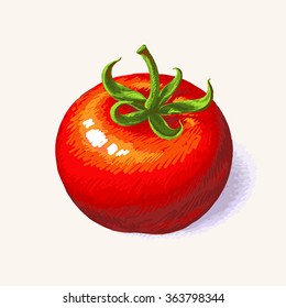 Tomato, Sketch hand drawn vector
