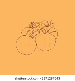 Tomato Sketch Line art vector Illustration design