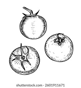 Tomato sketch outline illustration set. Cherry tomato simple doodle drawing in engraving style. Hand drawn vector line art clipart