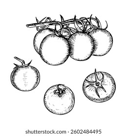 Tomato sketch outline illustration set. Cherry tomato simple doodle drawing in engraving style. Hand drawn vector line art clipart