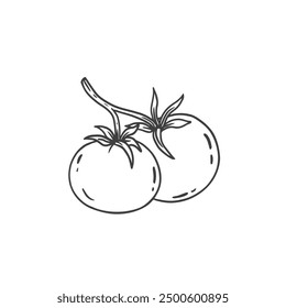 tomato in sketch style on a white background. Black and white illustration. Food Vector illustration 