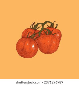 Dibujo de tomate vector Diseño de ilustración