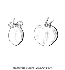 Tomato sketch. Vector illustration. Isolated on white. Hand-drawn style.