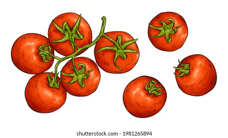 Tomato sketch vector illustration. Tomatoes harvest. Red cherry tomato from farmers market. Fresh organic vegetables.