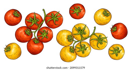 Tomato sketch vector illustration. Tomatoes harvest. Red and yellow cherry tomato from farmers market. Fresh organic vegetables.
