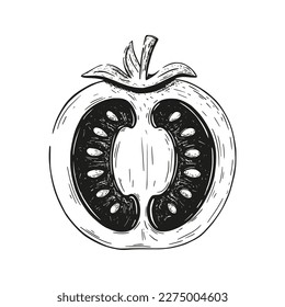 Esbozo de rodaje de tomate aislado en fondo blanco. Ilustración del vector