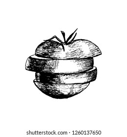 Tomato sliced, hand-drawn sketch, on white background, Vector