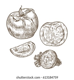 Tomato, tomato slices, cucumber. Hand drawing sketch. Vector linear illustration.